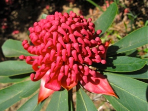 A red waratah (Telopea speciesissima), emblematic of Blackheath's natural heritage